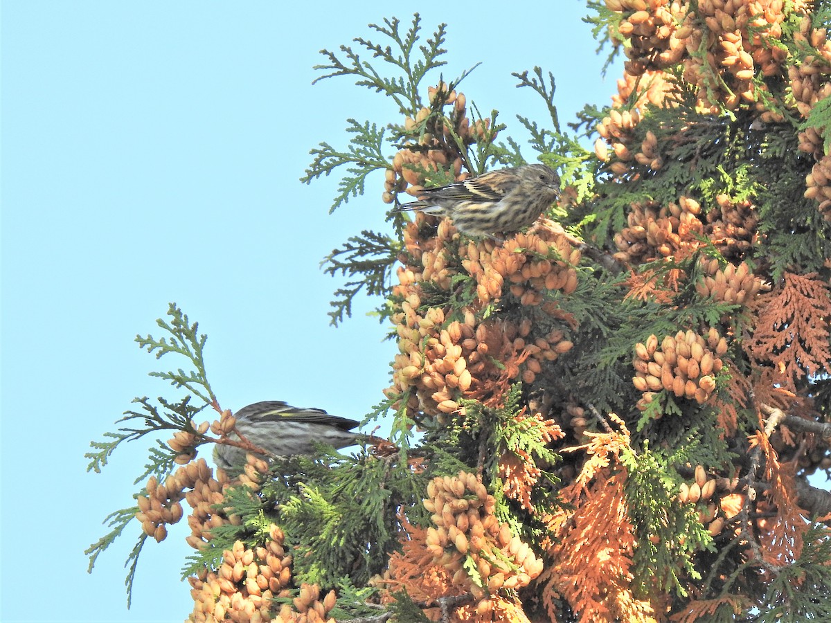 Pine Siskin - ML269126371