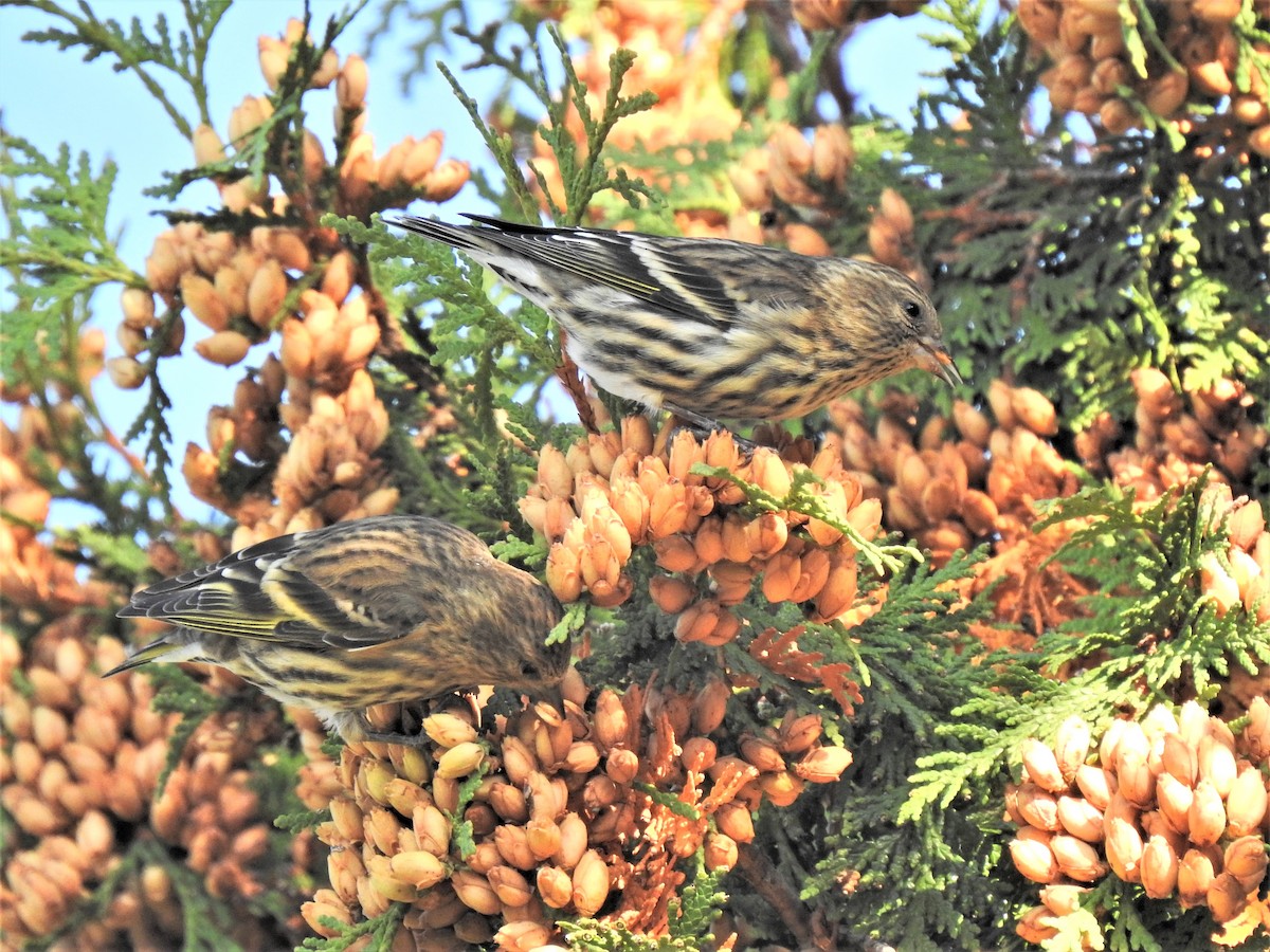 Pine Siskin - ML269126391