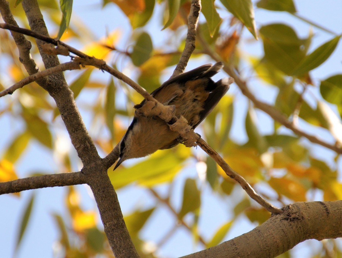 Red-breasted Nuthatch - ML269127021