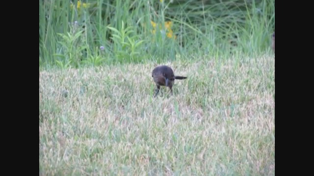 Common x Great-tailed Grackle (hybrid) - ML269127961