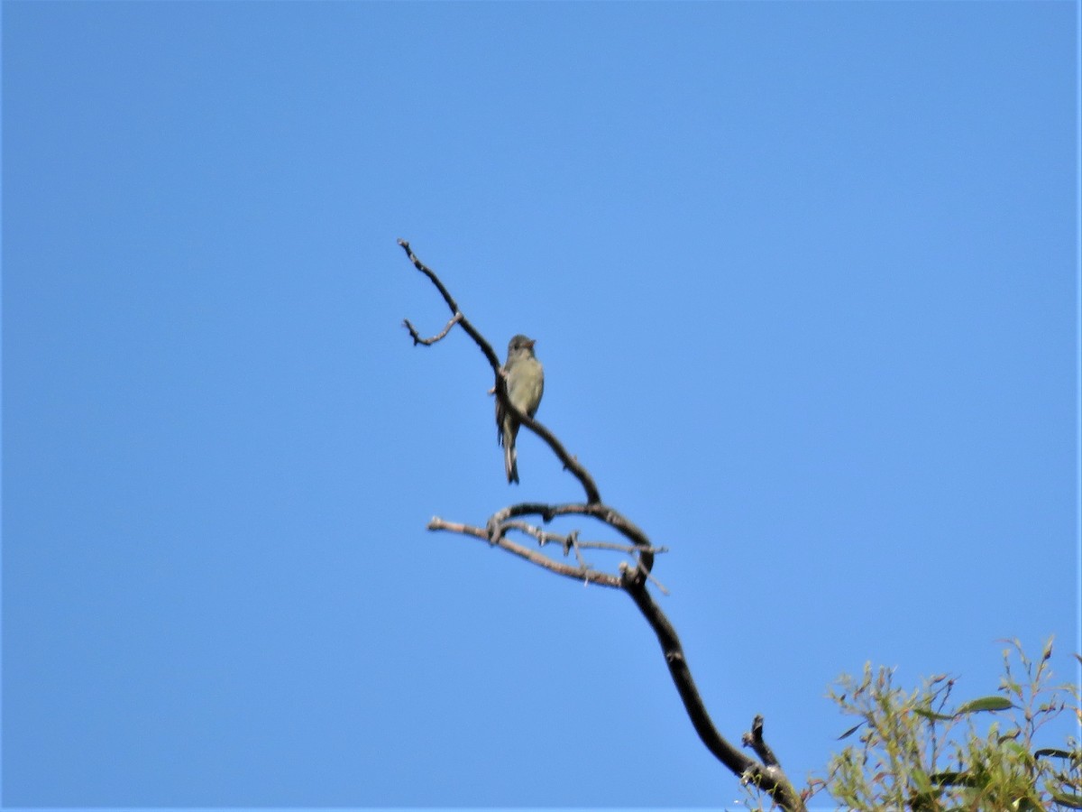 Greater Pewee - ML269130161