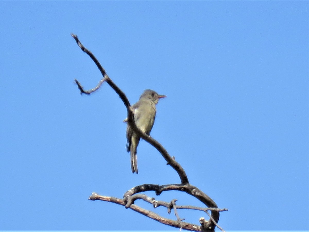Greater Pewee - ML269130211