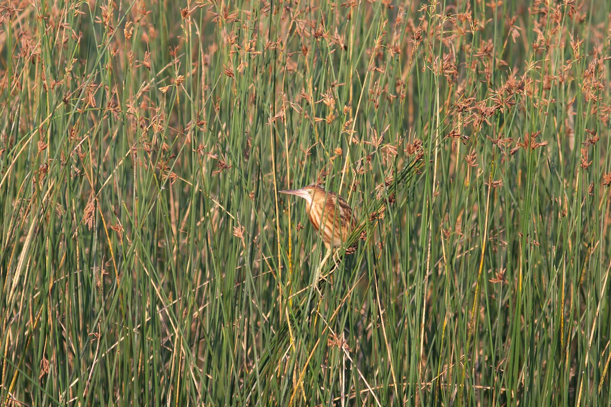 Yellow Bittern - ML269130381