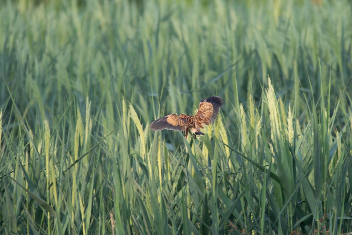 Yellow Bittern - ML269130401