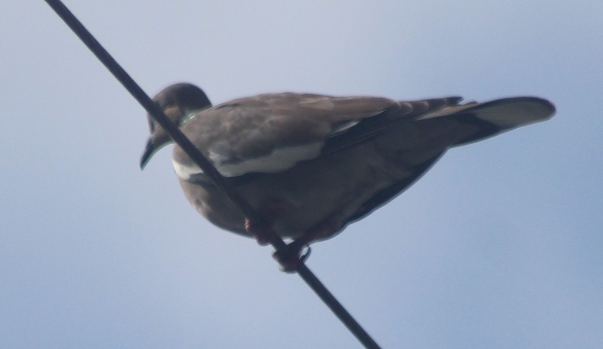 White-winged Dove - Nestor Herrera