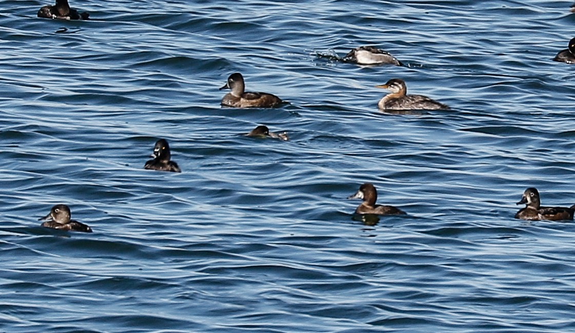 Red-necked Grebe - Donna Martin