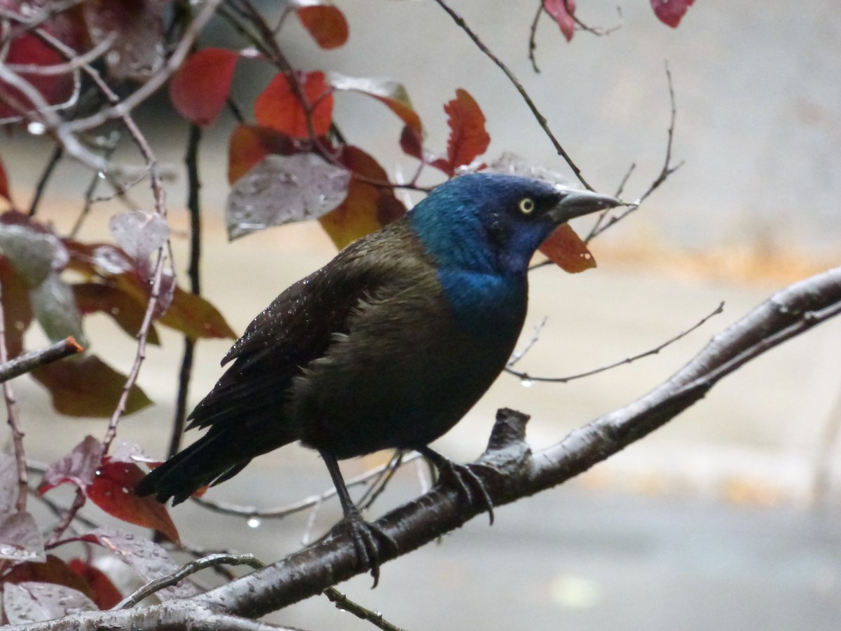 Common Grackle - ML269134671