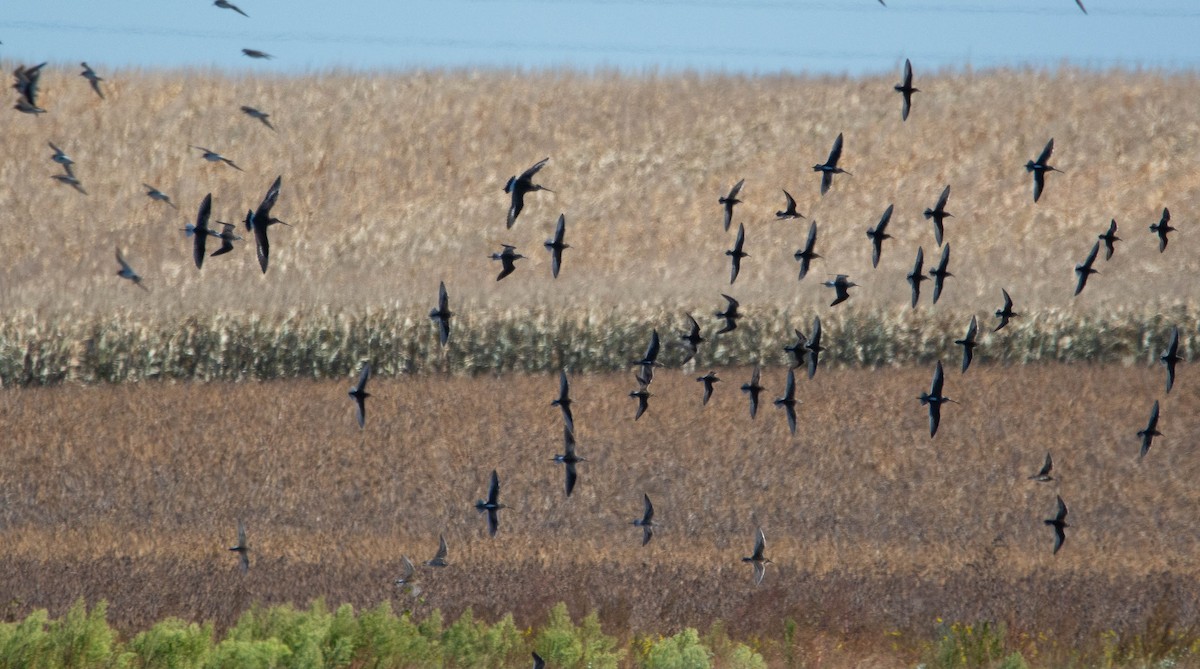 Hudsonian Godwit - Jacob Collison