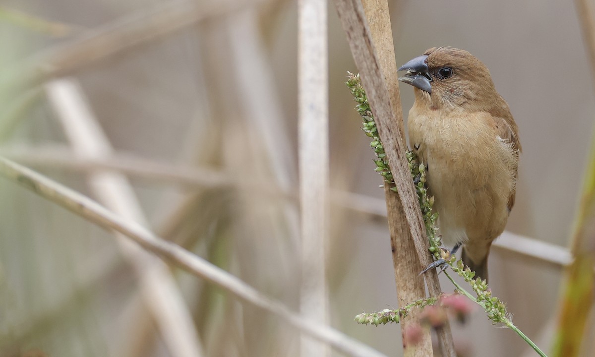 Scaly-breasted Munia - ML269137651