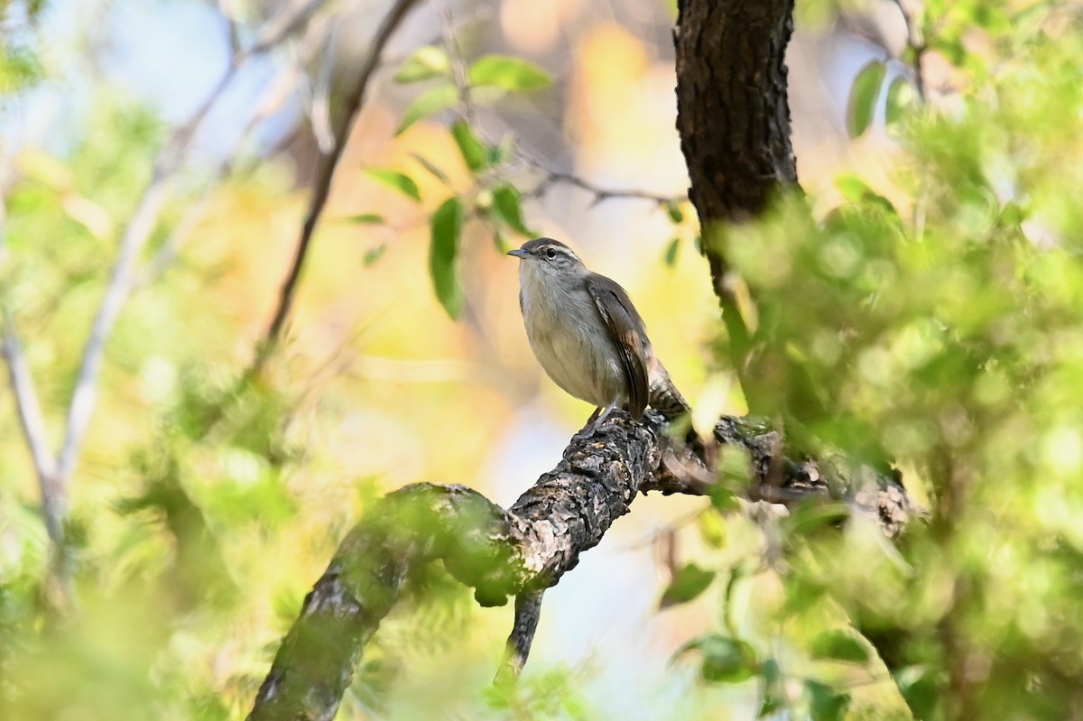 Bewick's Wren - ML269138191