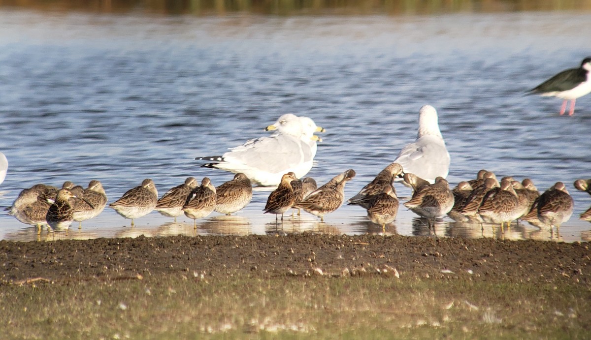 Sharp-tailed Sandpiper - ML269140681