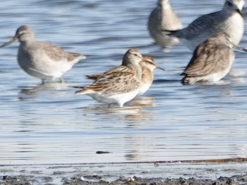 Sharp-tailed Sandpiper - ML269143711