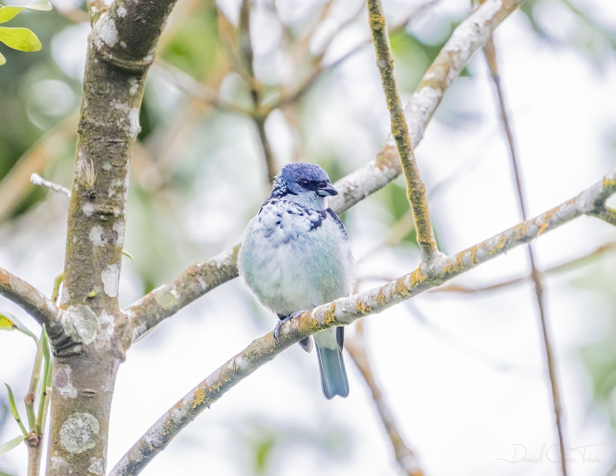 Azure-rumped Tanager - Daniel Garza Tobón