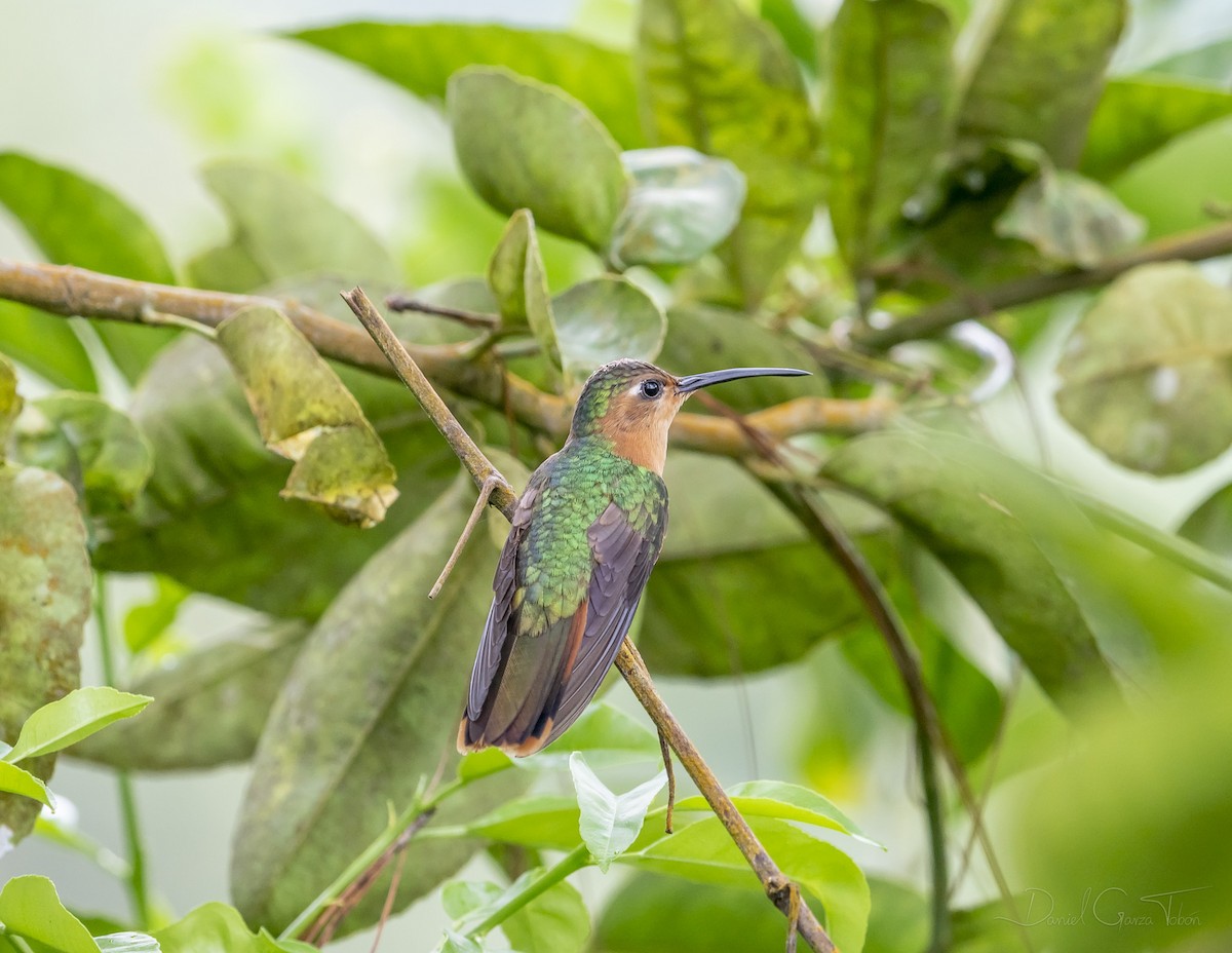 kolibřík pestroocasý - ML269145101