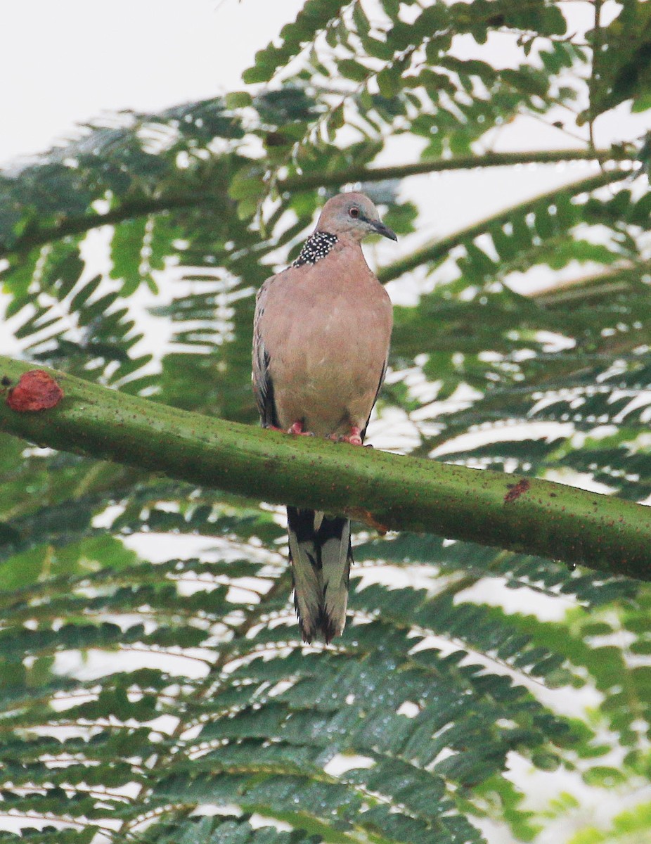 Spotted Dove - Neoh Hor Kee