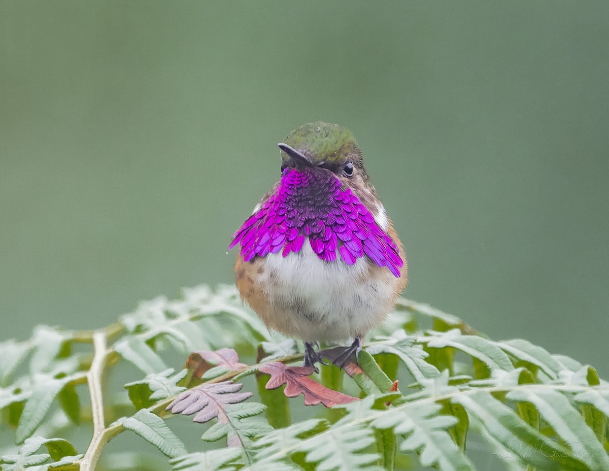 Wine-throated Hummingbird - Daniel  Garza Tobón