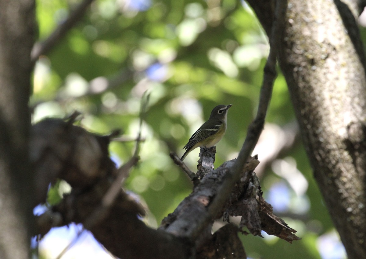 Blue-headed Vireo - ML269146741