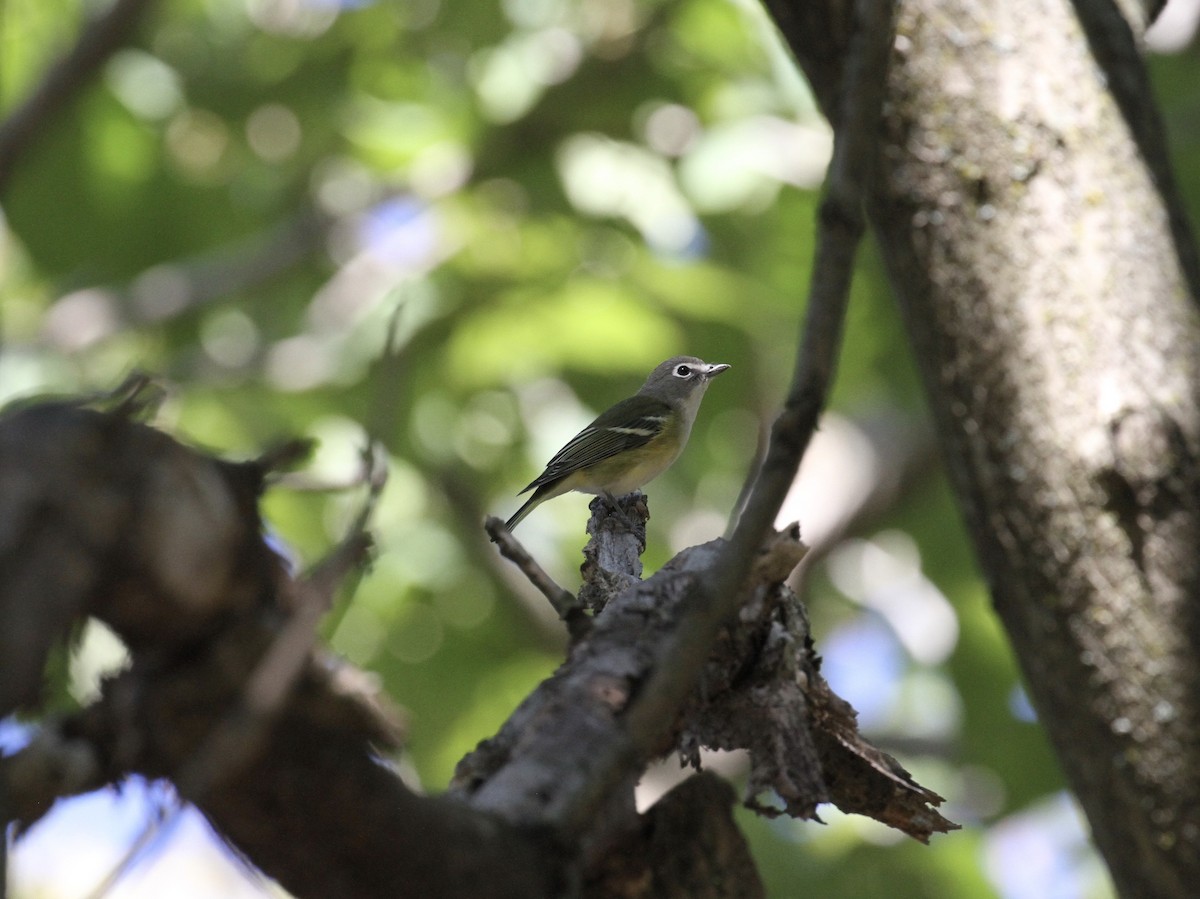 Blue-headed Vireo - ML269146941