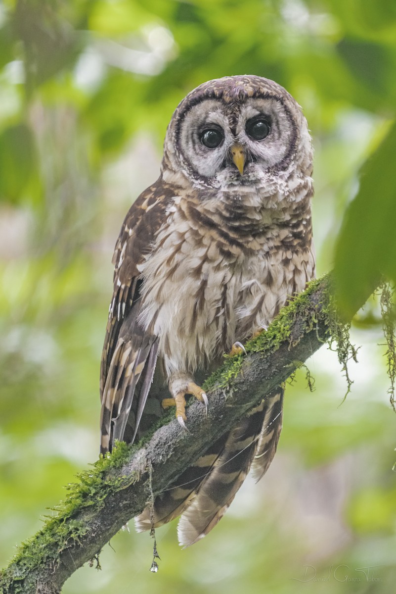 Fulvous Owl - ML269147081