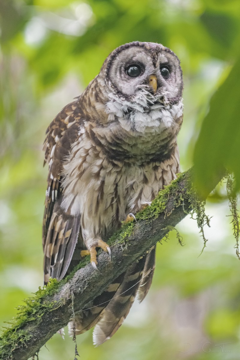 Fulvous Owl - ML269147091