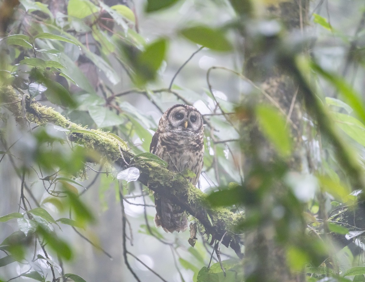 Fulvous Owl - Daniel  Garza Tobón