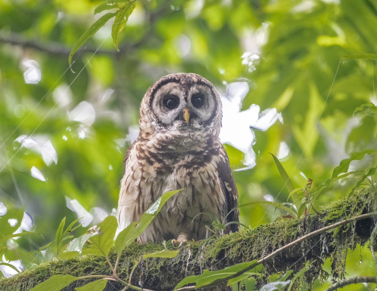 Fulvous Owl - ML269147131