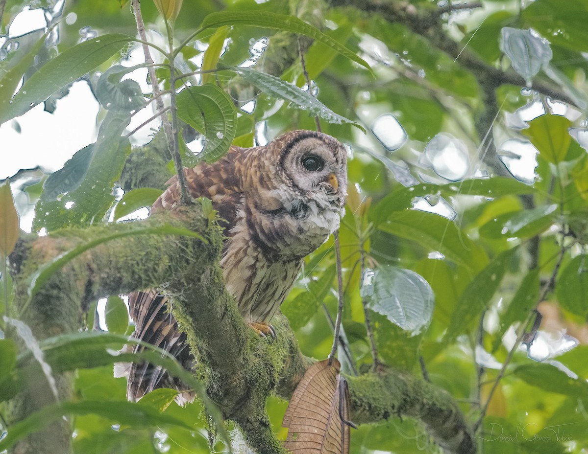 Fulvous Owl - ML269147201