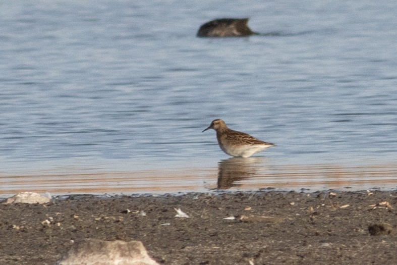 Sharp-tailed Sandpiper - ML269147321