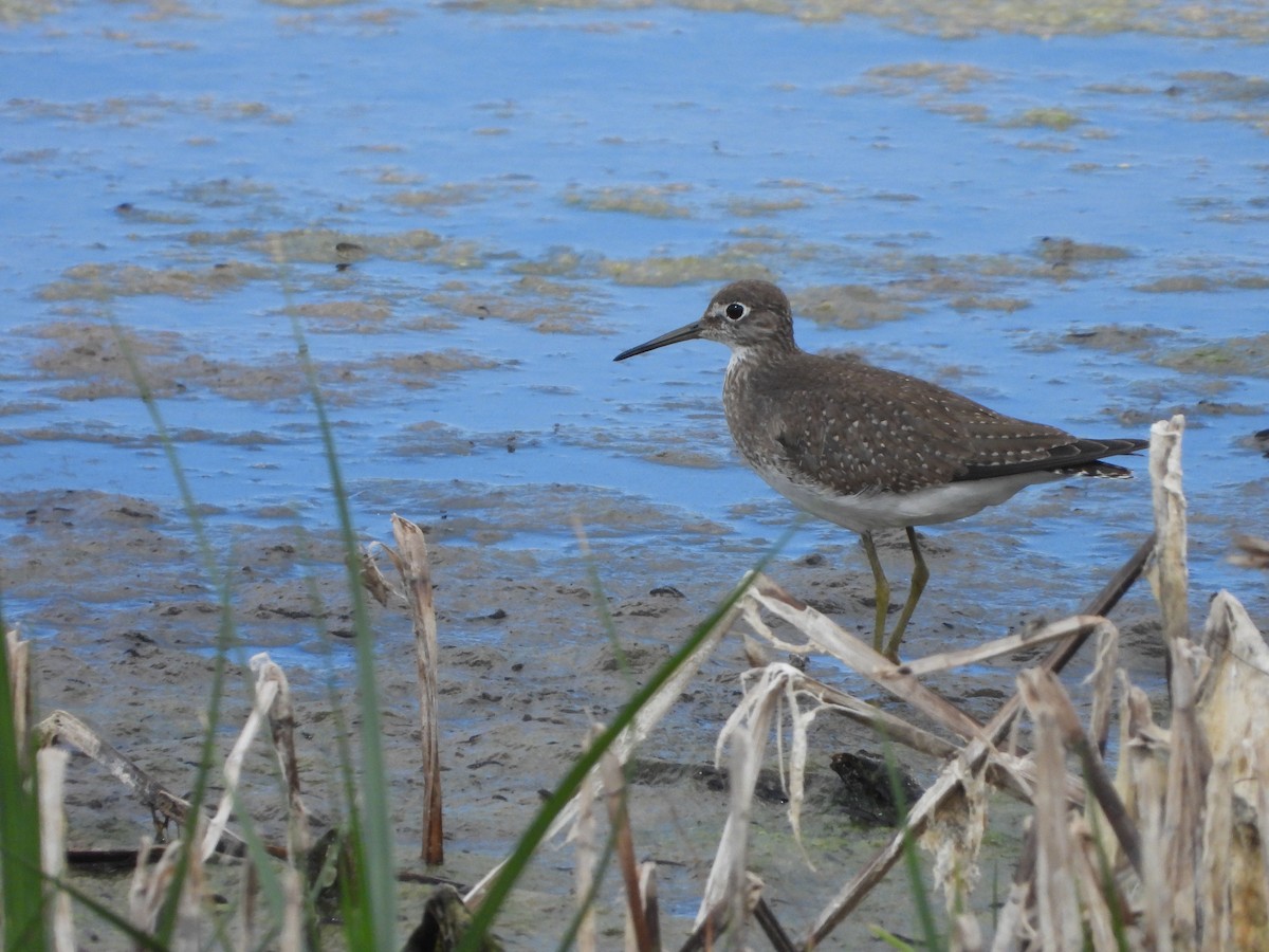 Solitary Sandpiper - ML269148711