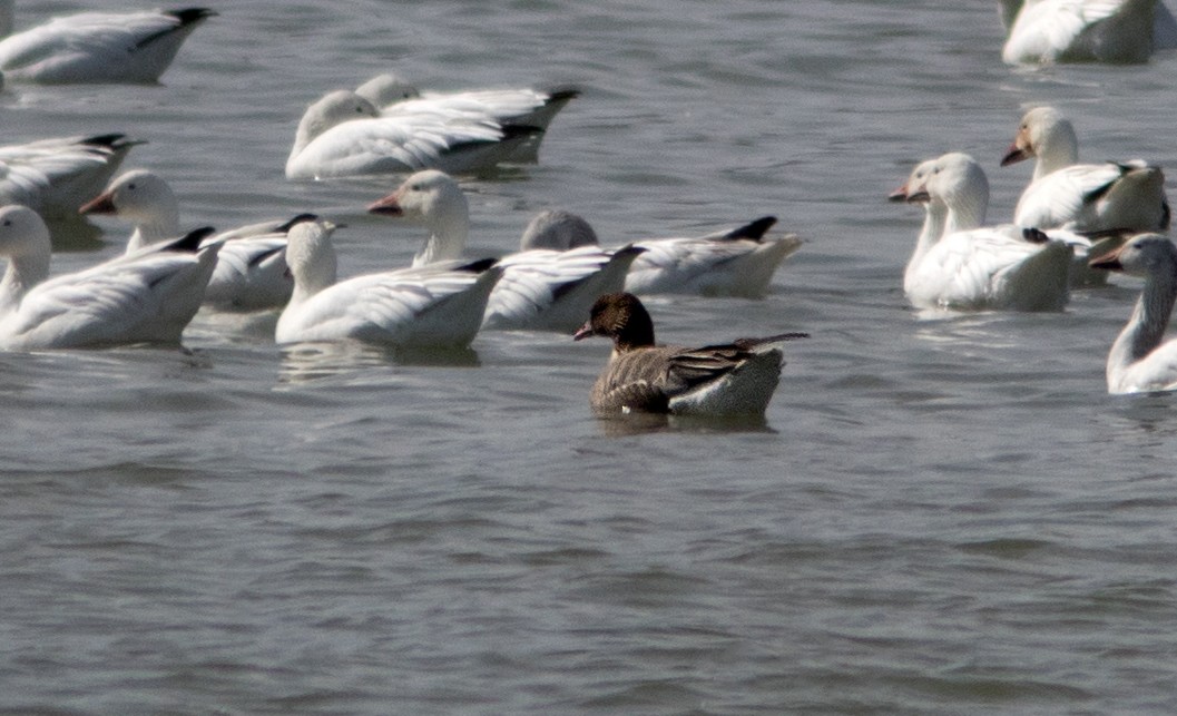 Pink-footed Goose - Suzanne Labbé