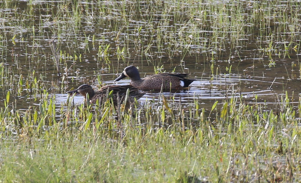 Blue-winged Teal - ML26915081
