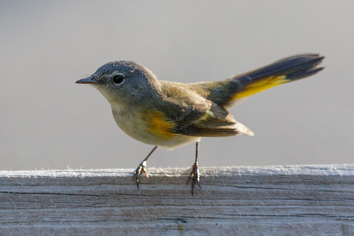 American Redstart - ML269152631