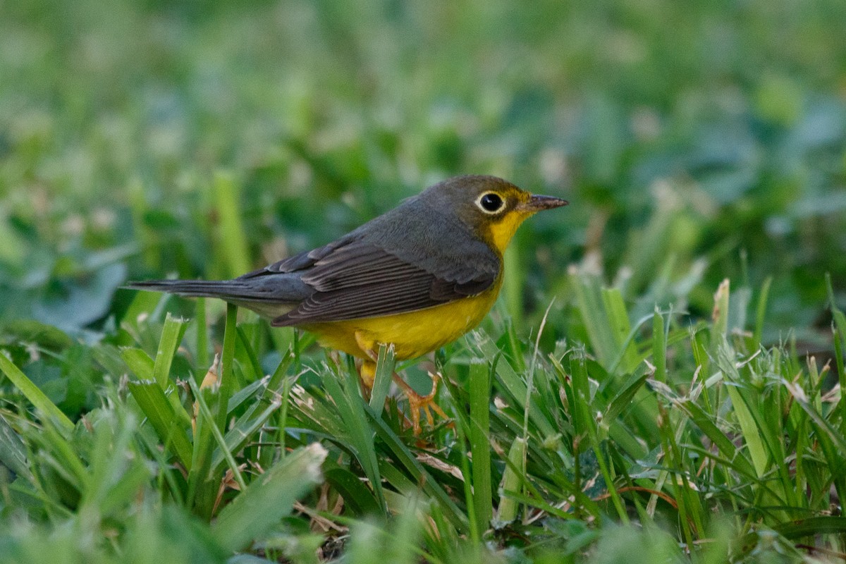 Canada Warbler - ML269152751
