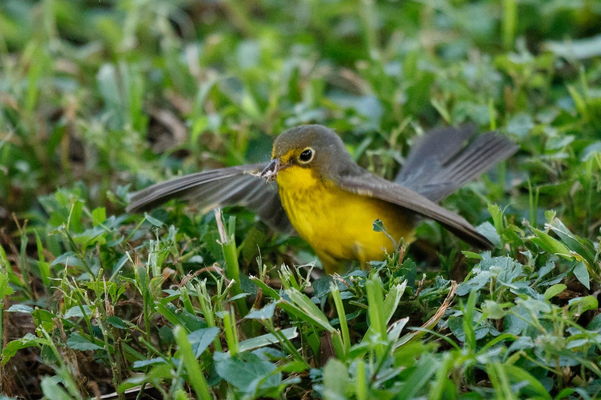 Canada Warbler - ML269152761