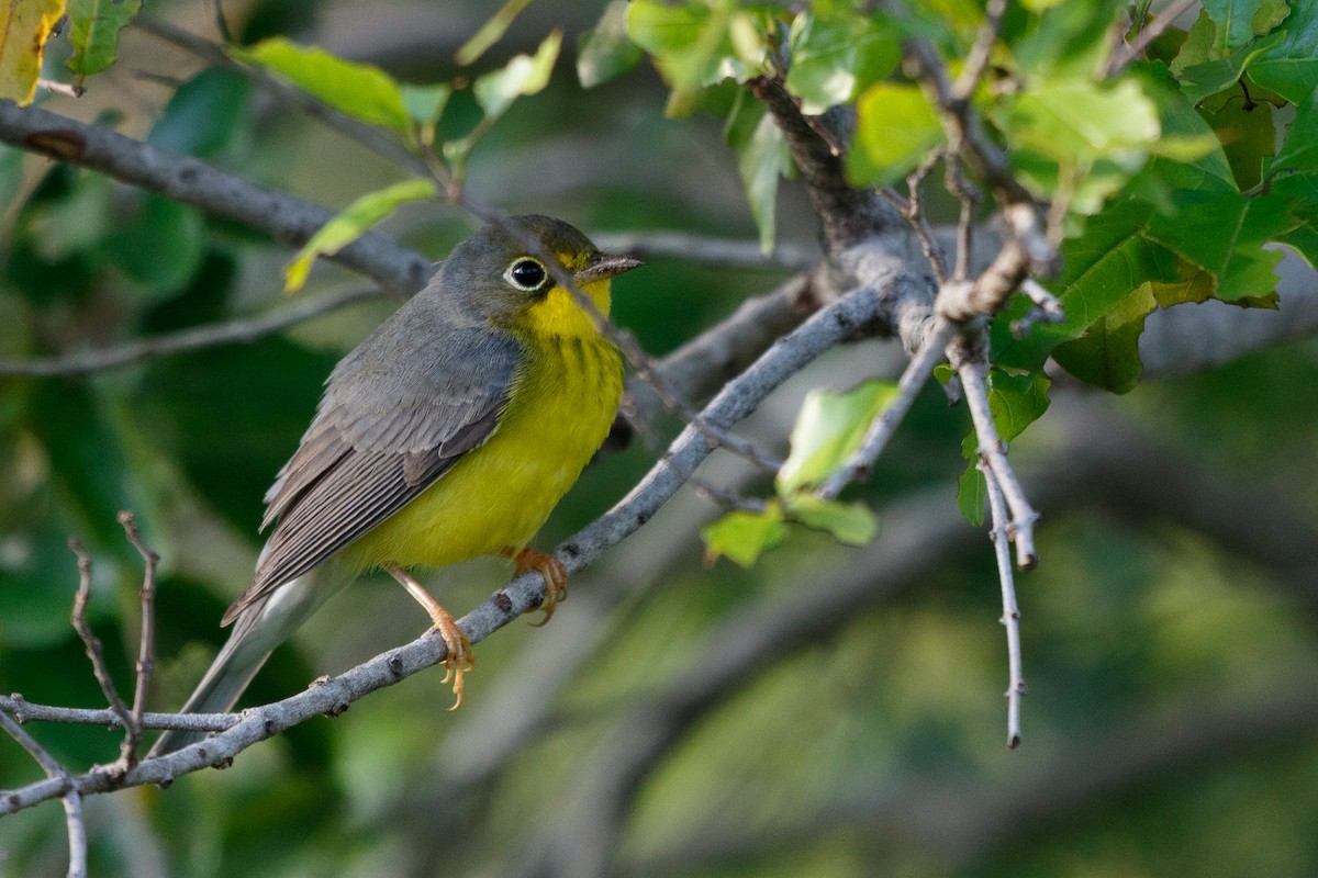 Canada Warbler - ML269152771