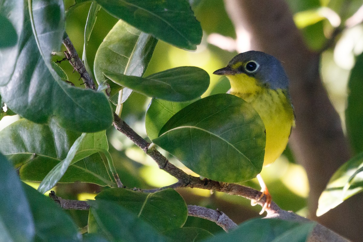 Canada Warbler - ML269152781