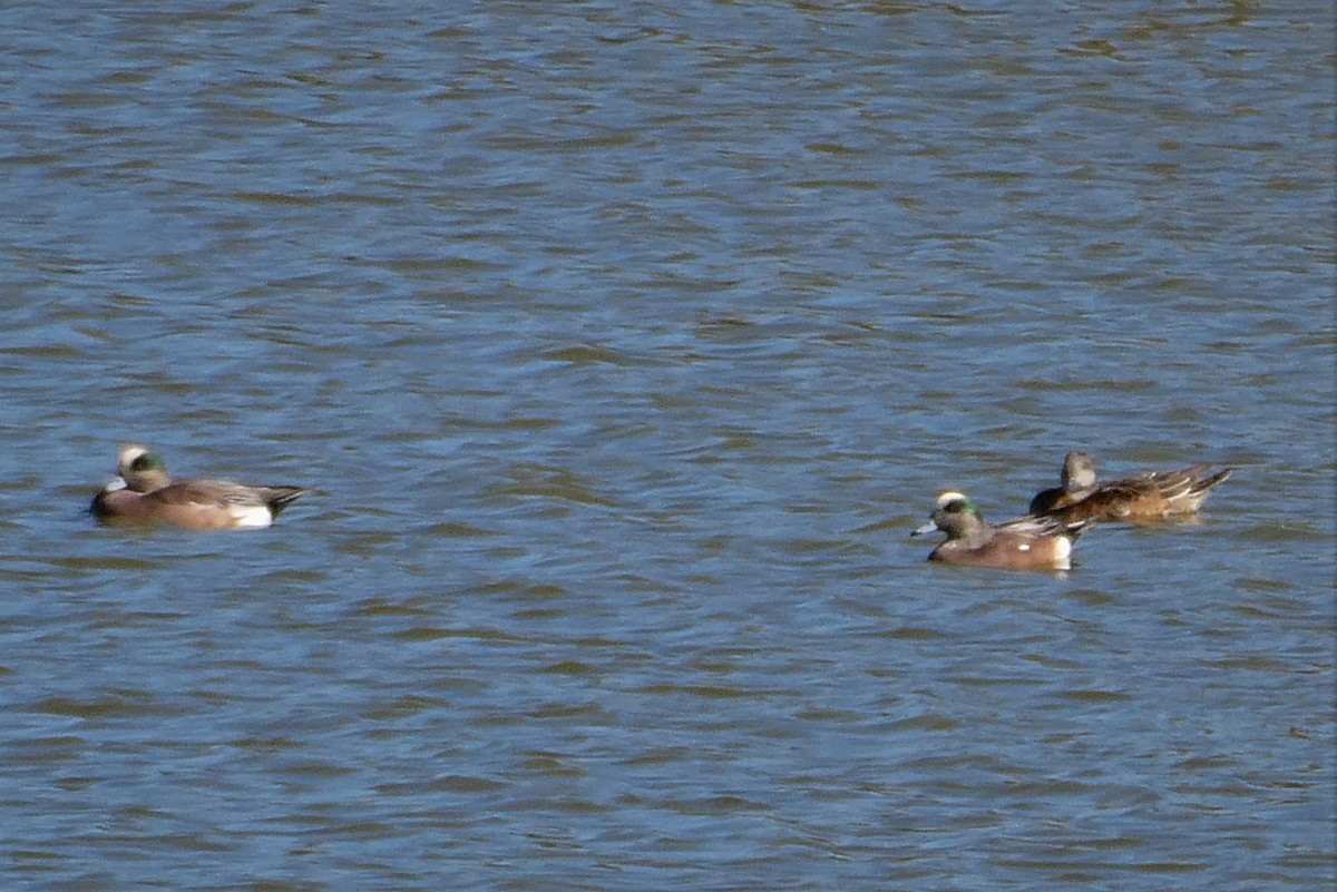 American Wigeon - ML269153011