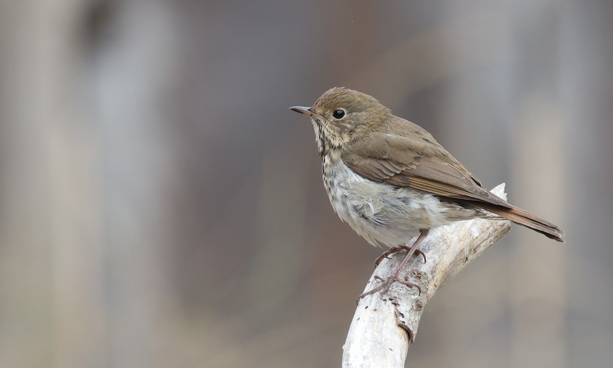 Hermit Thrush (guttatus Group) - Paul Fenwick