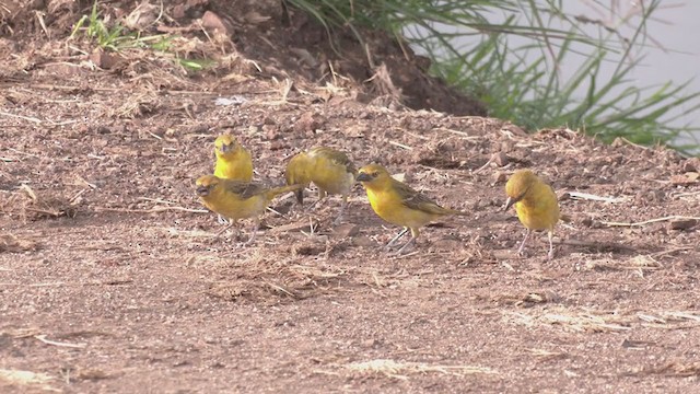 Lesser Masked-Weaver - ML269153341