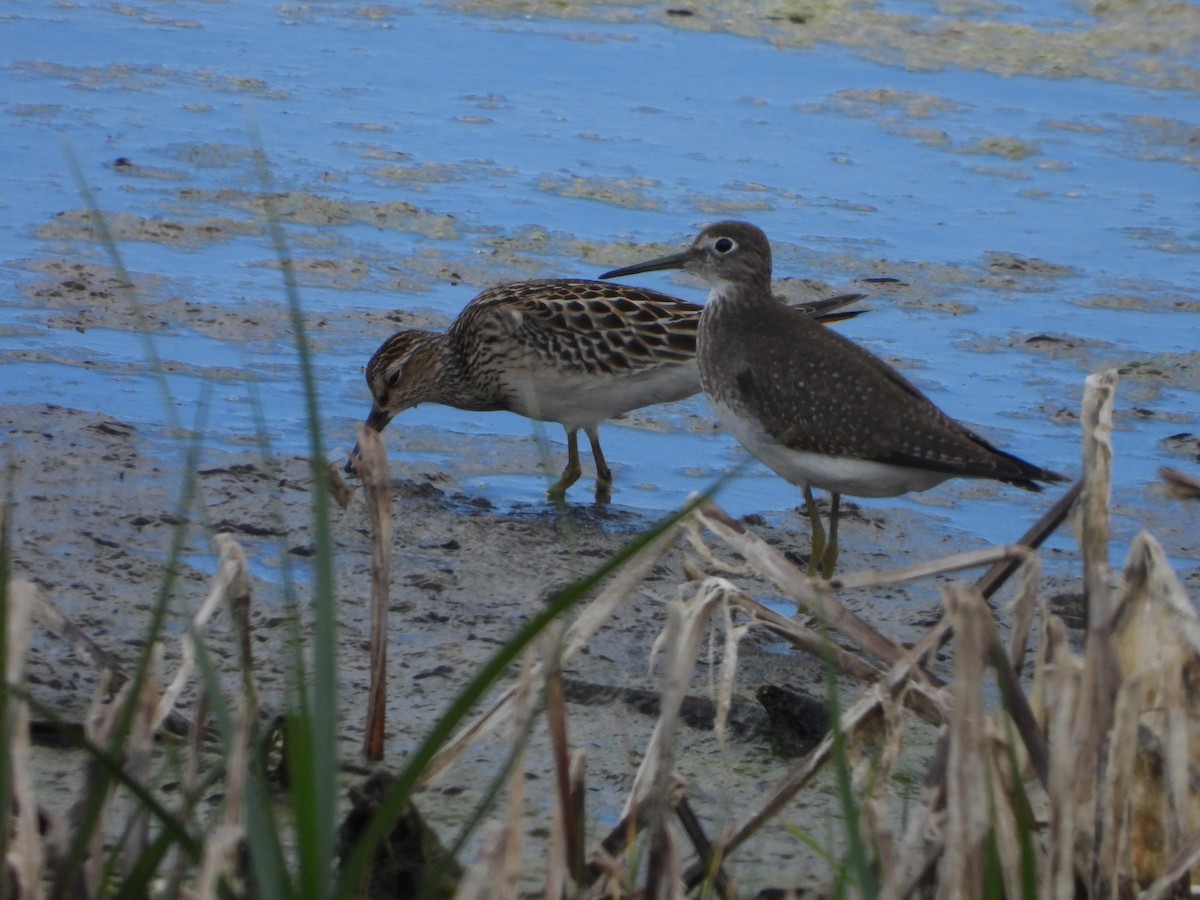 Solitary Sandpiper - ML269154381