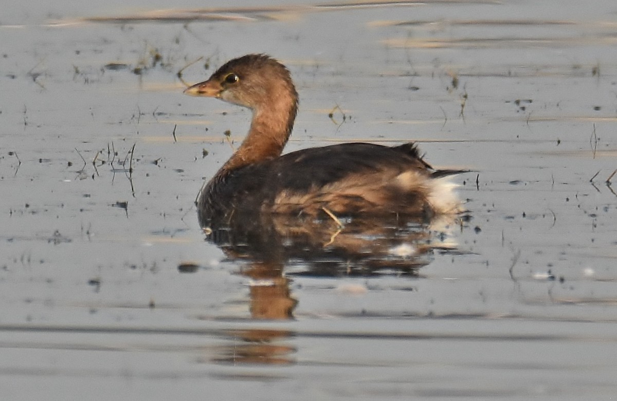 Pied-billed Grebe - ML269154611