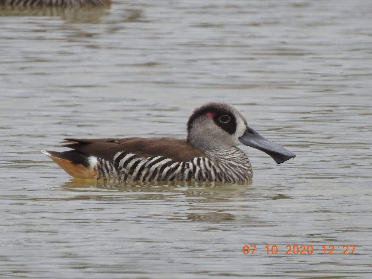 Pink-eared Duck - Trevor Oliver