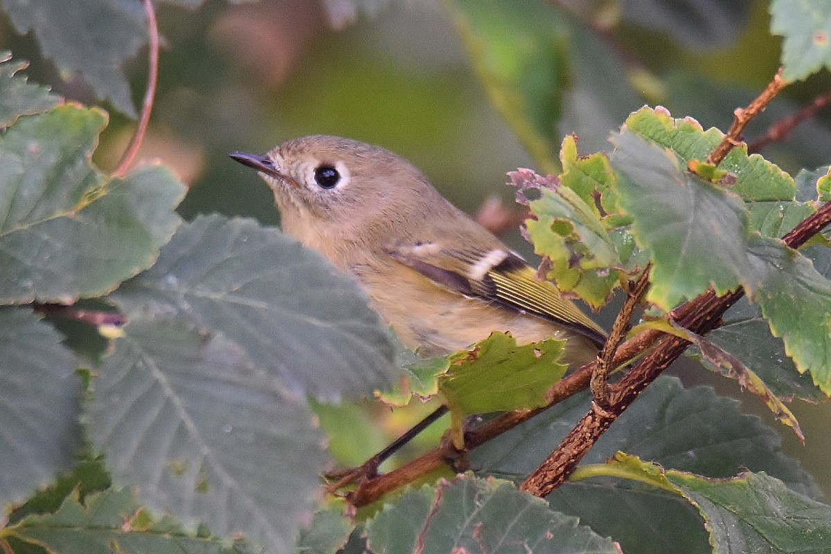 Ruby-crowned Kinglet - ML269155631