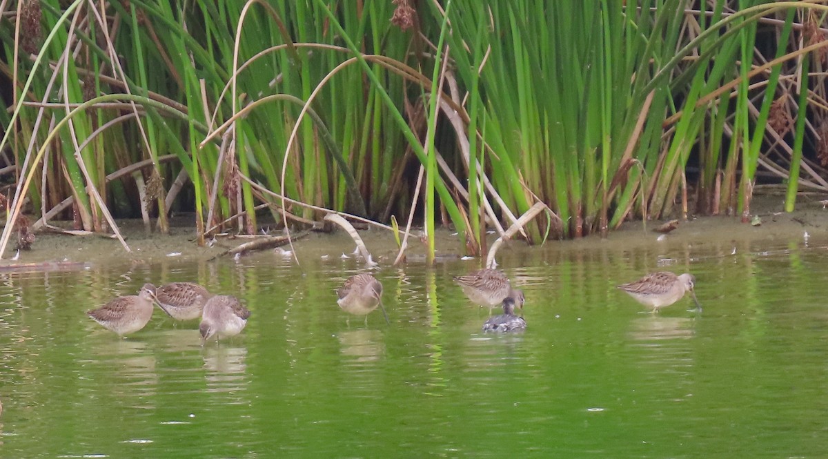 Long-billed Dowitcher - ML269156811