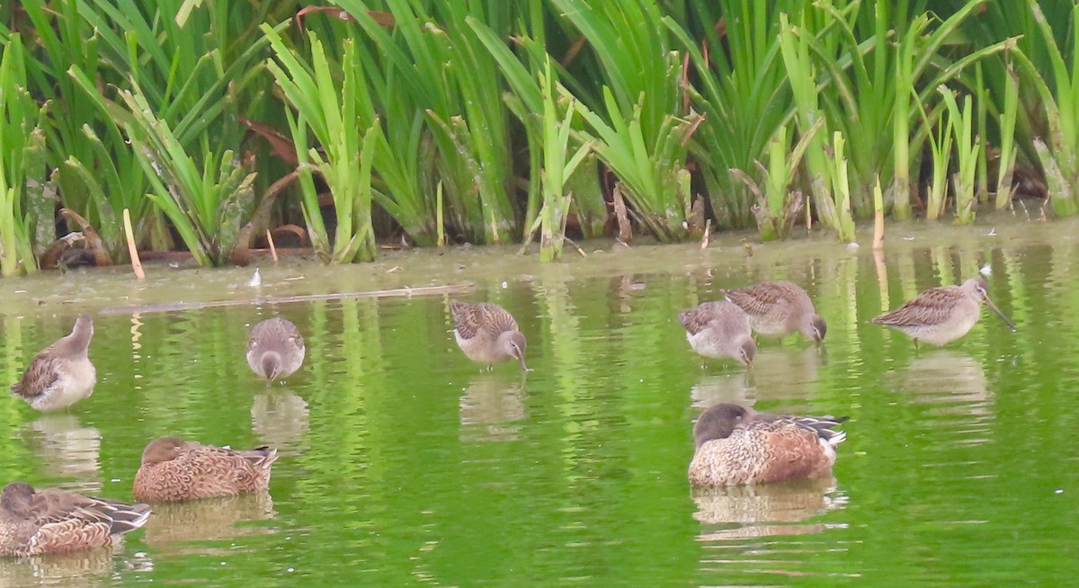 Long-billed Dowitcher - ML269156871