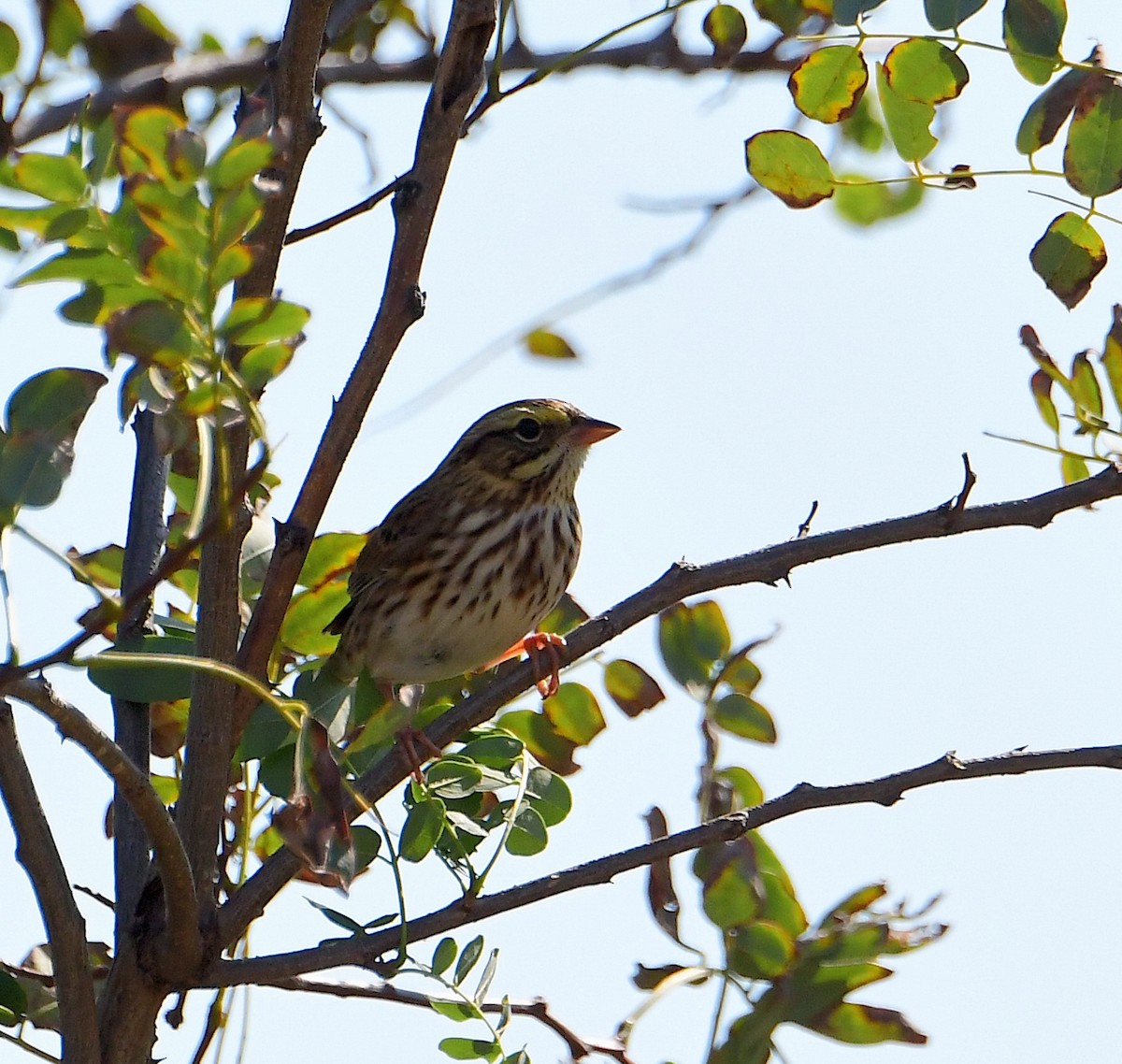 Savannah Sparrow - ML269157761