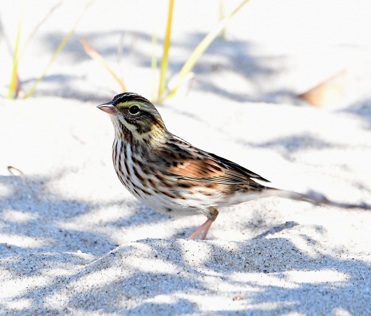 Savannah Sparrow - ML269157991