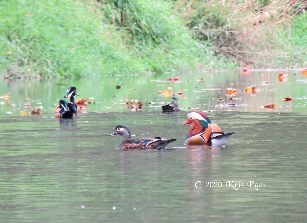 Mandarin Duck - ML269158001