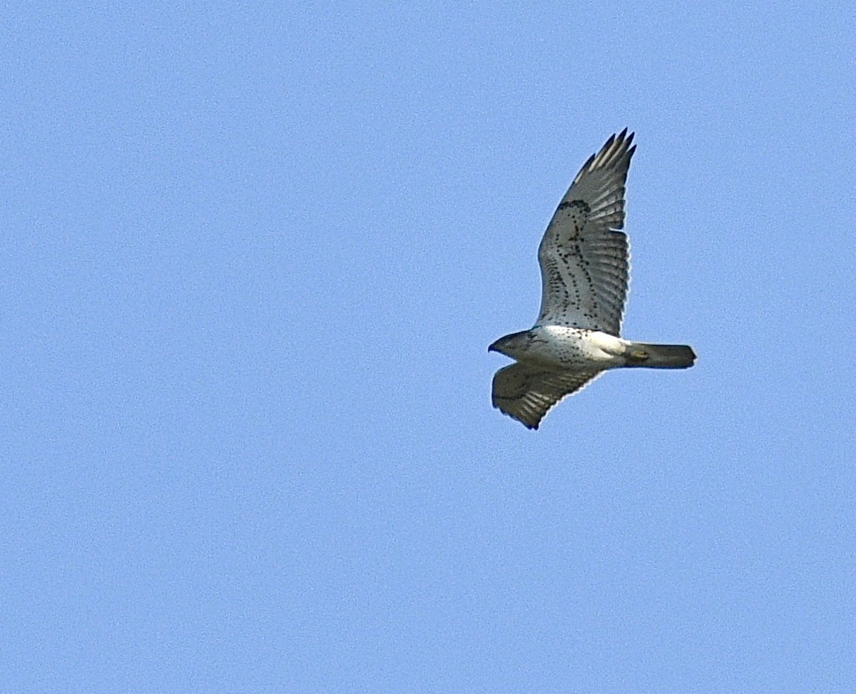 Ferruginous Hawk - ML269159451