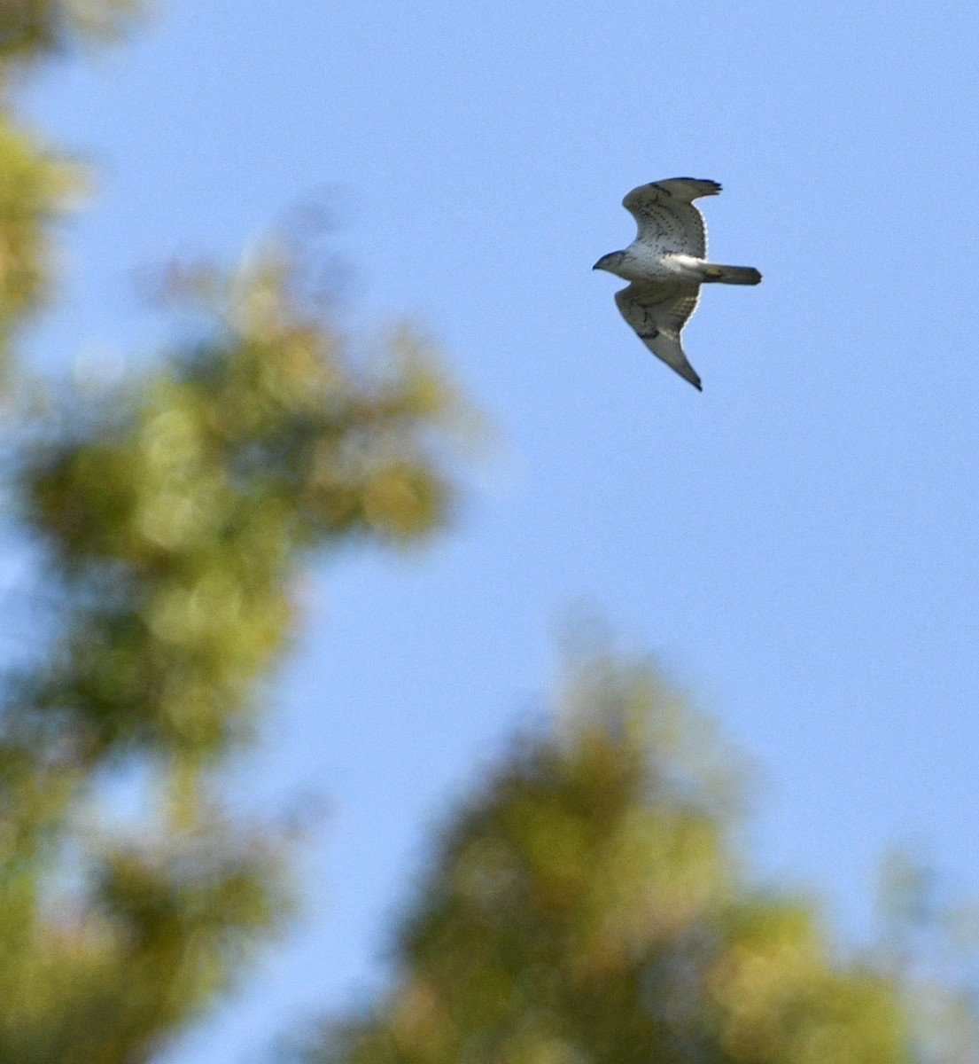 Ferruginous Hawk - ML269159461